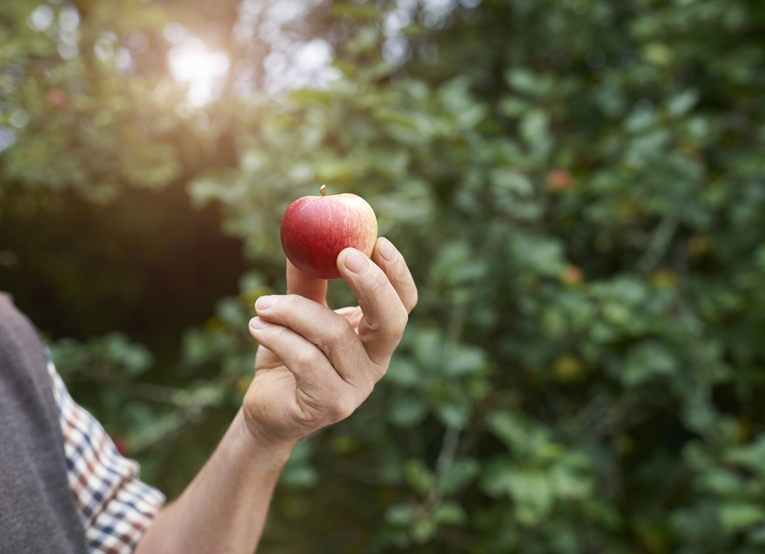 كيف يمكن لتناول تفاحة يوميا حمايتنا من 