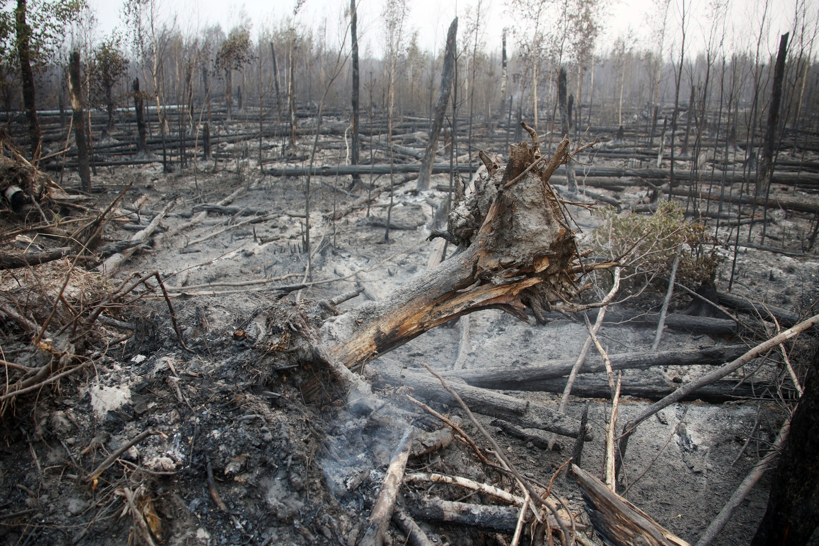 وزارة الطبيعية الروسية: أضرار حرائق الغابات في عام 2022 تبلغ 7 مليارات روبل