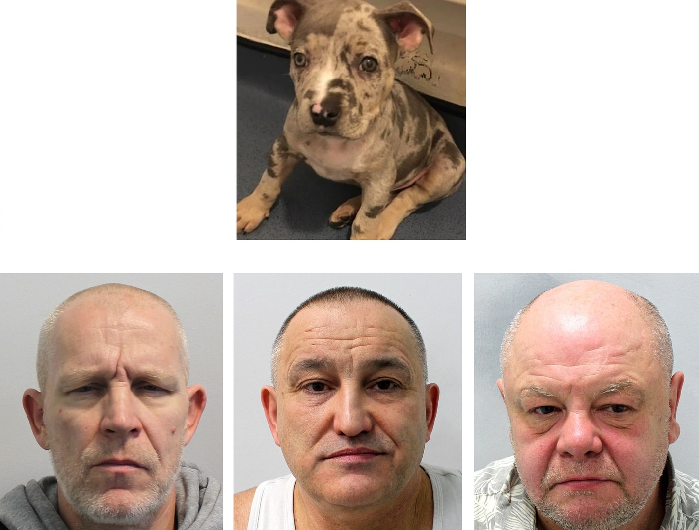 الحكم بالسجن 34 عاما على 3 بريطانيين تنكّروا بزي الشرطة وعنفوا سيدة وسرقوا كلبها (صورة)