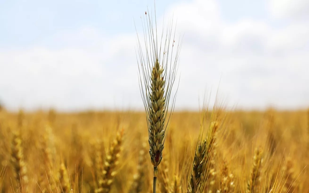 مصر تطرح قمحها للبيع في البورصة