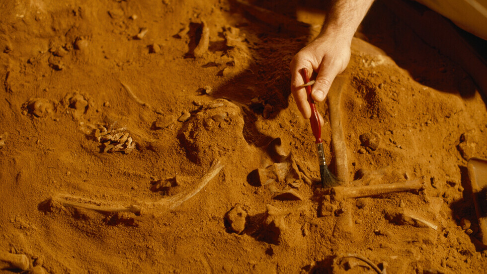 اكتشاف حفرية جديدة لديناصور يشبه الطيور في الصين مع بقايا ضفدع في معدته