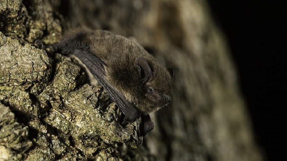 اكتشاف خمسة فيروسات جديدة في الخفافيش
