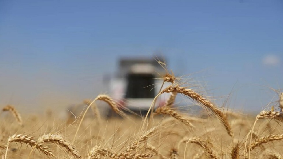 3 دول هي المستفيد الأكبر من صفقة الحبوب في أغسطس