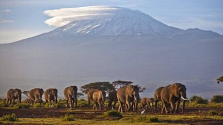 نفوق مئات الأفيال والحمير الوحشية بسبب الجفاف في كينيا