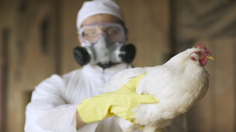 العلماء على وشك تكوين دجاج مقاوم لإنفلونزا الطيور!