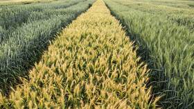 انحسار رقعة المحاصيل الشتوية في أوكرانيا 40%