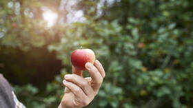 كيف يمكن لتناول تفاحة يوميا حمايتنا من 