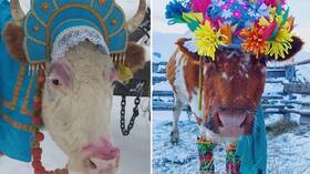 The Russian Republic of Yakutia organized a beauty contest with cows and won the title “Michi”.