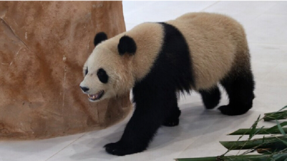 الباندا "سهيل" يتوقع الفائز في مباراة المغرب وكندا (فيديو)