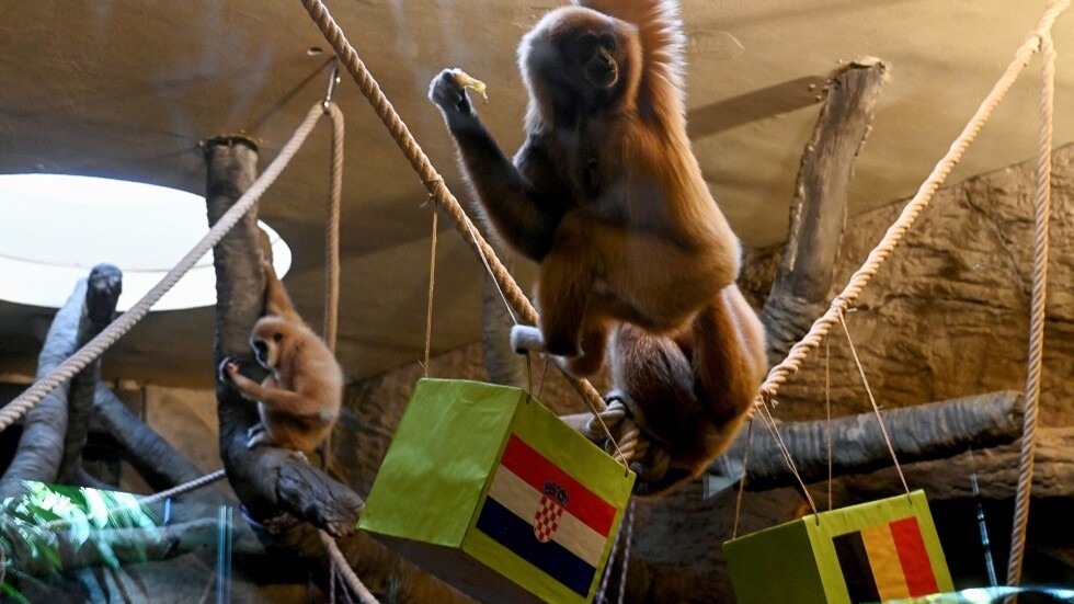 مجموعة المغرب.. التشكيلة الأساسية لـ"موقعة" كرواتيا وبلجيكا