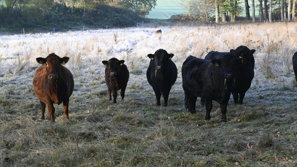 قطيع من الأبقار يخطف الأضواء في كندا