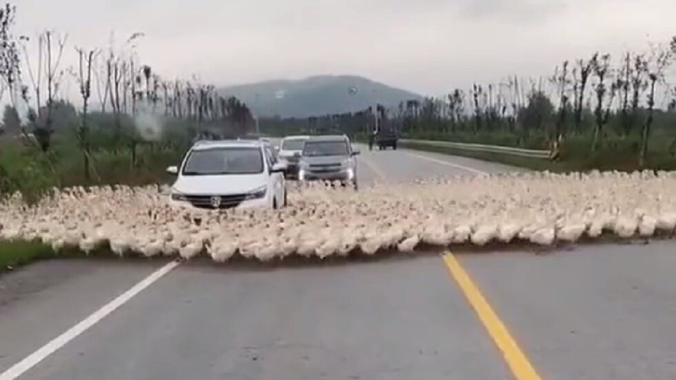 شاهد.. مئات من البط في حركة دائرية لا تنقطع