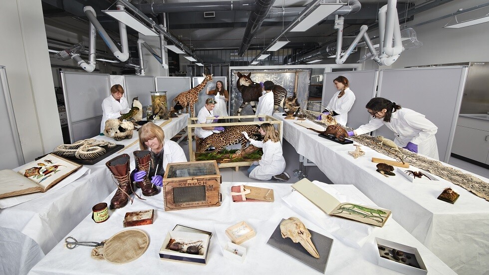 عمرها 202 مليون سنة.. اكتشاف بقايا سحلية من العصور السحيقة في بريطانيا