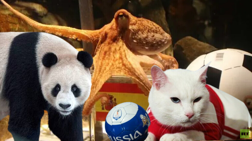 من الأخطبوط "بول" والقط "آخيل" إلى الباندا "سهيل".. أبرز عرافي منافسات المونديال وتوقعاتهم (فيديو)