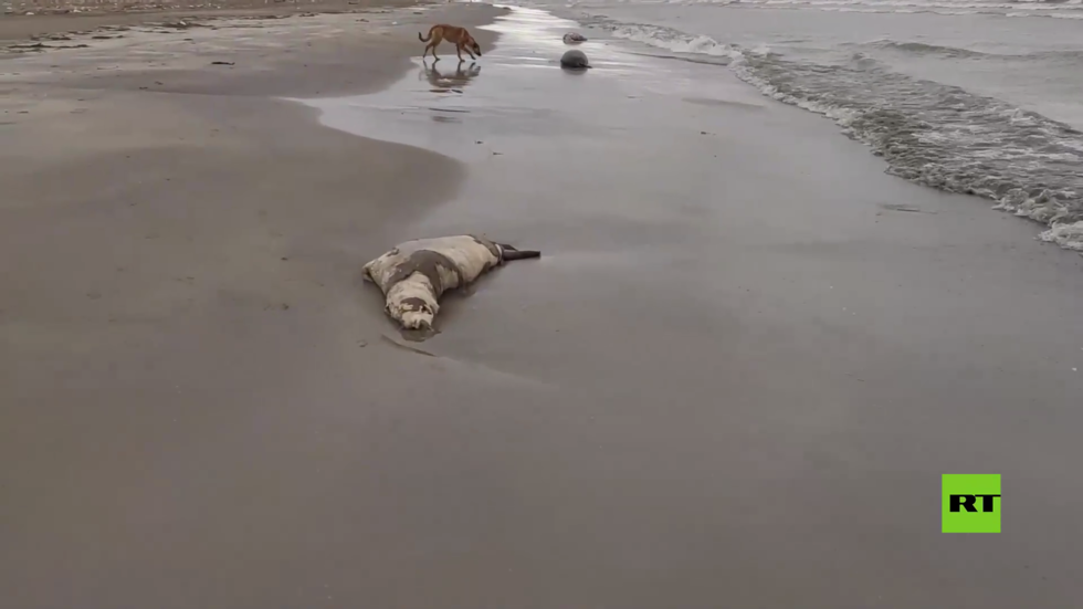 عدد الفقم النافقة في ساحل داغستان يتجاوز 1500.. مشاهد صادمة