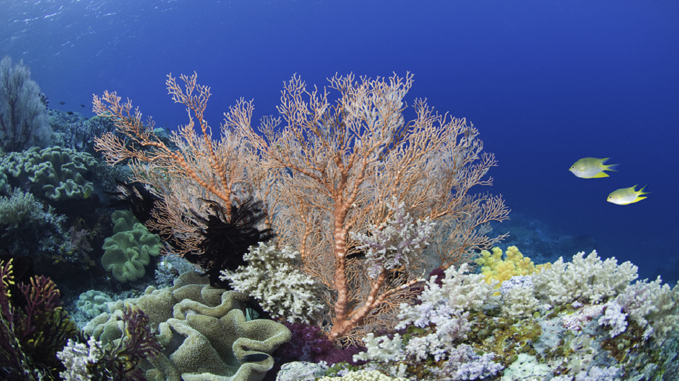 اكتشاف هام عن فترة سبات المرجان في فصل الشتاء!