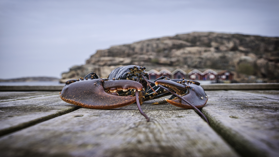 مكوّن في الكركند يمنح أملا في صنع مانع حمل شديد الفعالية!