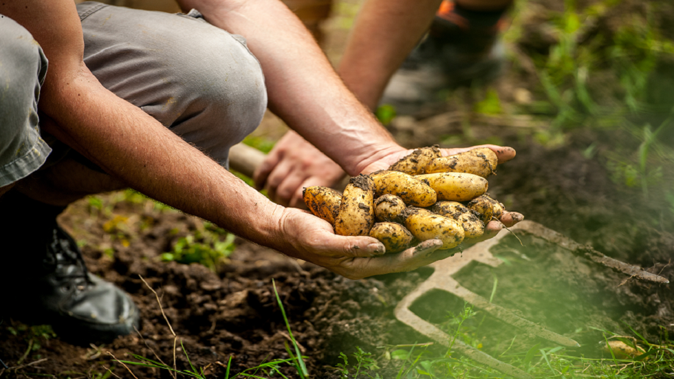 علماء يعتقدون أن مفتاح التغلب على السرطان في البطاطس