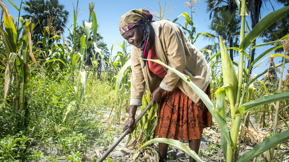 العمل في ظل درجات الحرارة الشديدة يتسبب في تعرض الأجنة للإجهاد
