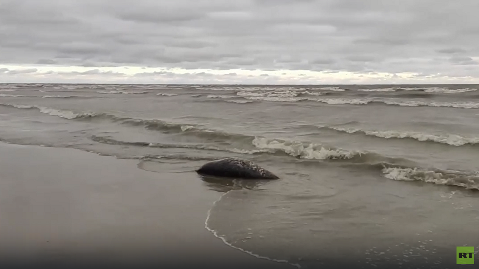 داغستان.. نفوق 2500 فقمة بشكل جماعي