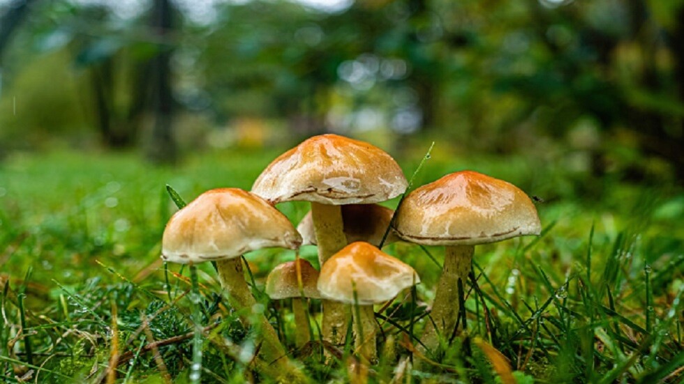 سوريا.. حالات تسمم بالفطر البري والصحة تحذّر