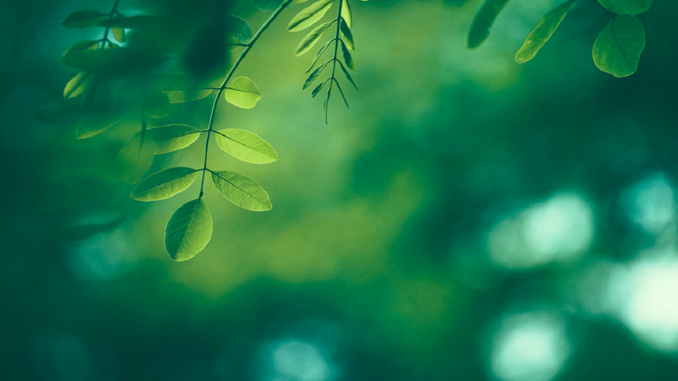 دراسة تكشف كيف يمكن للضوء الأخضر أن يخفف الألم!