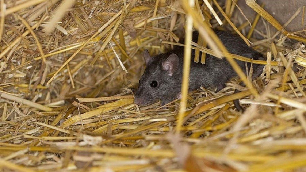 طبيبة تكشف خطر وجود القوارض البرية في المنزل