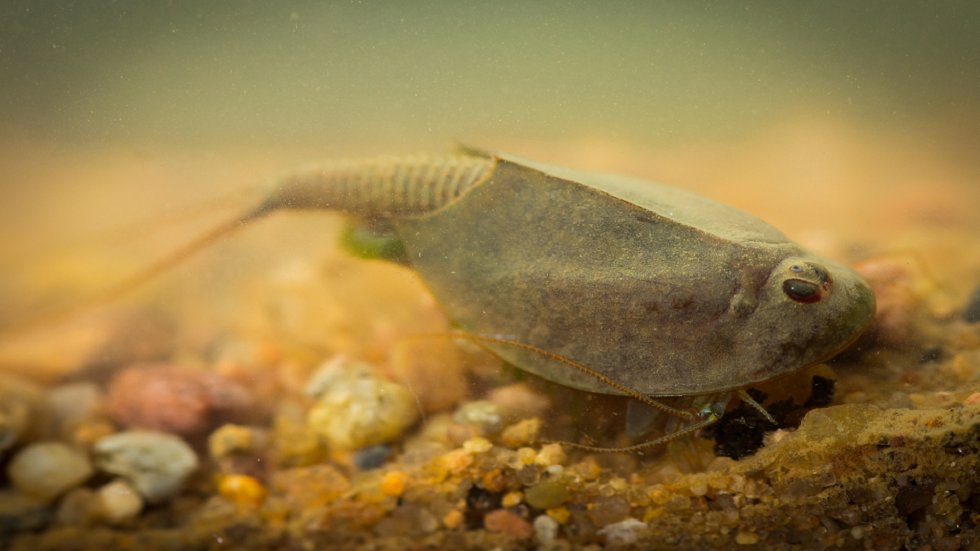 ما هي الحيوانات التي حافظت على وجودها لأطول فترة؟