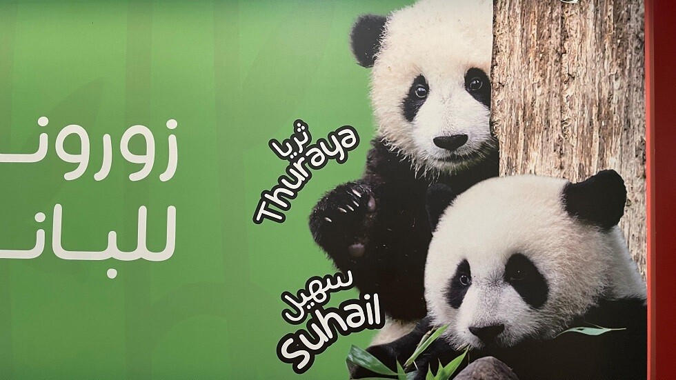 مونديال 2022.. الباندا 