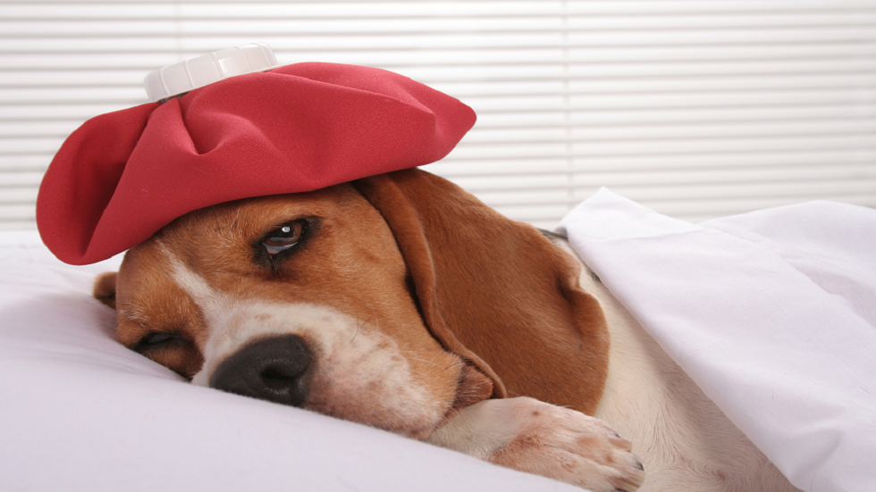 إنفلونزا الكلاب تنتشر في أمريكا وبيطريون يدقون ناقوس الخطر