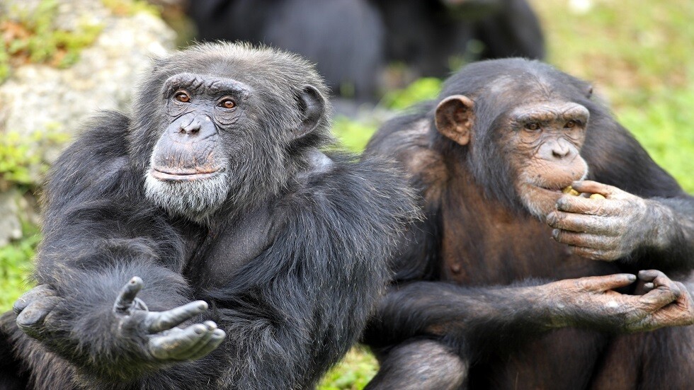 هل تعلم أسلاف البشر المشي منتصبي القامة قبل نزولهم من الأشجار؟