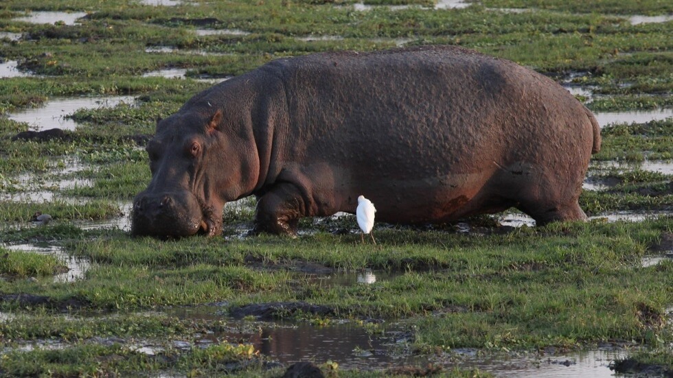 أوغندا.. فرس نهر يبتلع طفلا يبلغ من العمر عامين ثم يلفظه حيا (صورة)