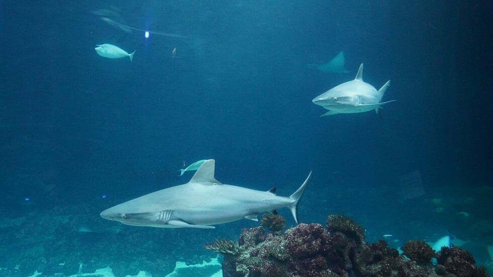 قانون أمريكي لحظر الاتجار بزعانف أسماك القرش