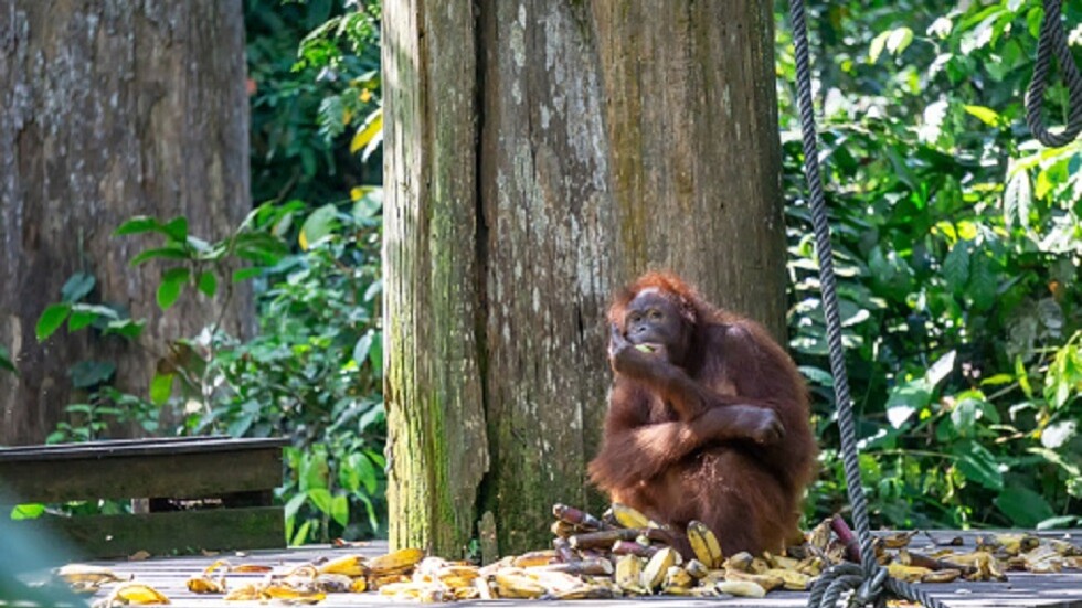 الأبحاث الأمريكية تعاني نقصا في قرود المختبرات