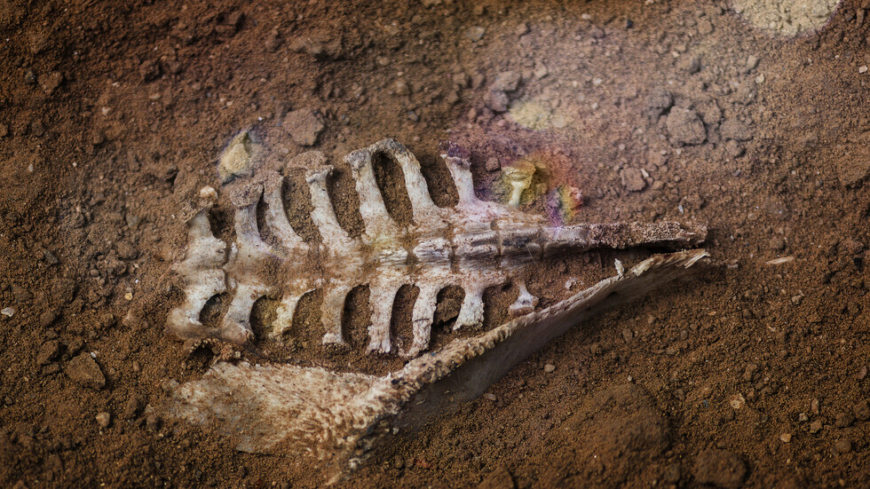 اكتشاف أخر وجبة تناولها ديناصور قبل 120 مليون عاما