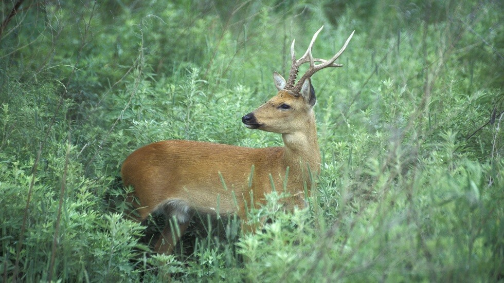 اكتشاف آثار الإنسان القديم بالقرب من الدائرة القطبية الشمالية