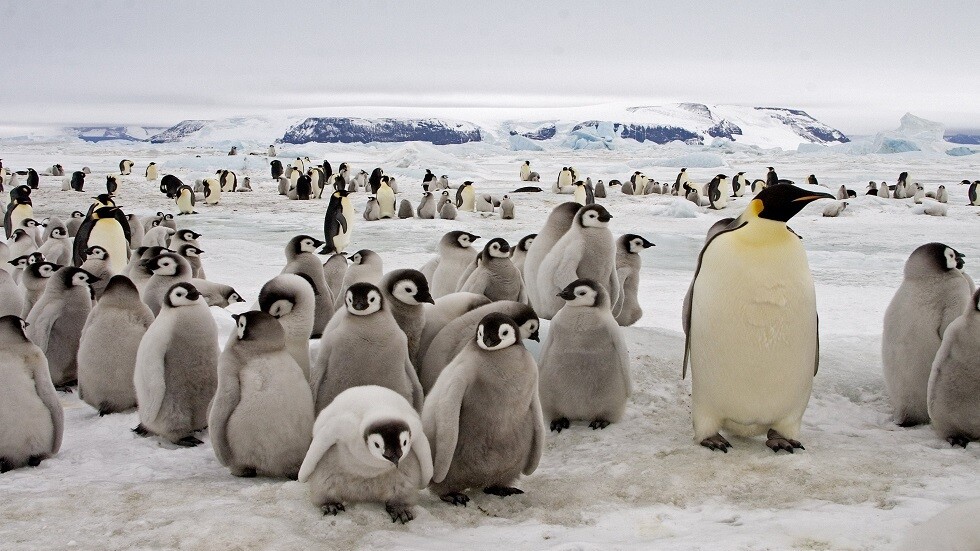 قد تنقرض 97 بالمئة من حيوانات القارة القطبية الجنوبية بحلول نهاية القرن