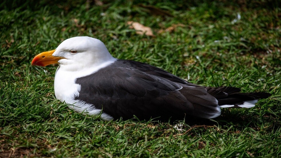 نفوق جماعي لطيور النورس في إقليم كراسنودار جنوب روسيا (فيديو)