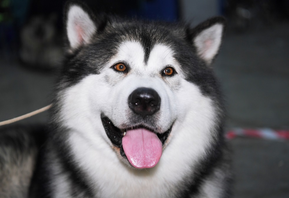 كلب وفي يحضر على مدى عامين إلى مكتب صاحبه المتوفي في ياقوتيا
