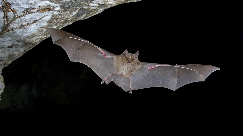 العلماء يكتشفون خطرا حيويا جديدا في الخفافيش