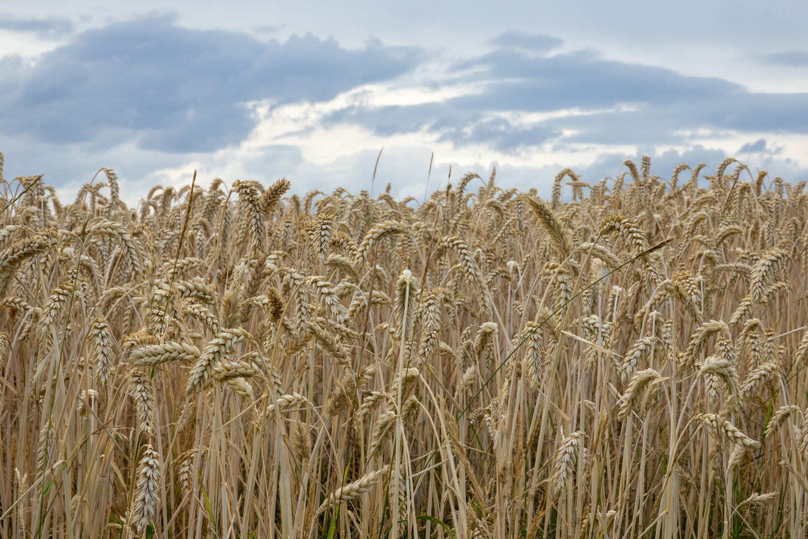 بيلاروس تبلغ الأمم المتحدة استعدادها لنقل الحبوب الأوكرانية عبر أراضيها