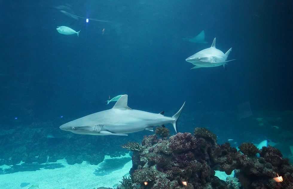Морская после 11. Средиземное море Египет акулы. Мраморное море акулы. Египет море фото с акулой.