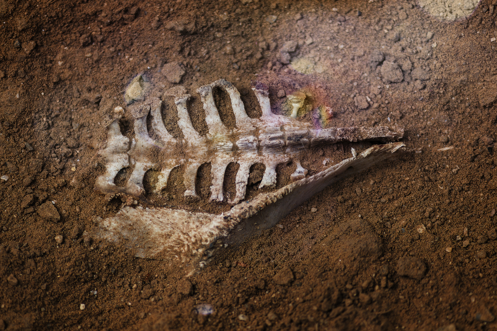 اكتشاف أخر وجبة تناولها ديناصور قبل 120 مليون عاما