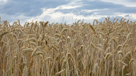 بيلاروس تبلغ الأمم المتحدة استعدادها لنقل الحبوب الأوكرانية عبر أراضيها