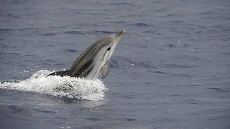 اكتشاف نوع جديد من الحيتان في جزر كوماندر