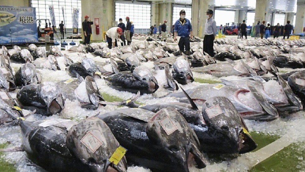 بيع سمكة تونة في المزاد الأول للعام الجاري في اليابان بـ 266 ألف دولار