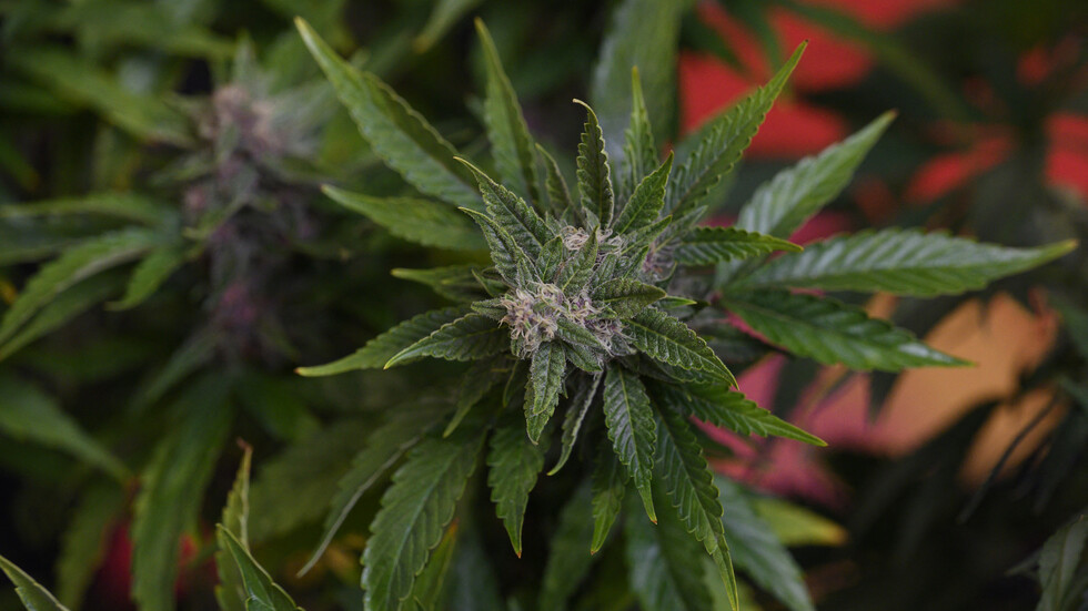 "هسبريس": وكالة تقنين القنب الهندي في المغرب تقدم تراخيص جديدة