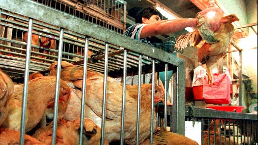 اليابان تكتشف بؤرة جديدة لتفشي أنفلونزا الطيور