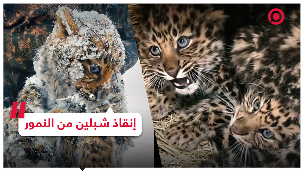 إنقاذ شبلين من النمور