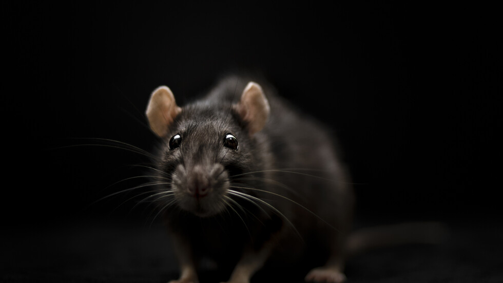 دراسة "تبرئ" الجرذان من دورها الحاسم في انتشار الموت الأسود في أوروبا